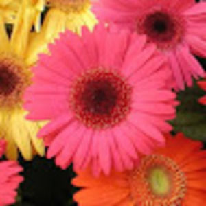 Meet your Posher, Alison